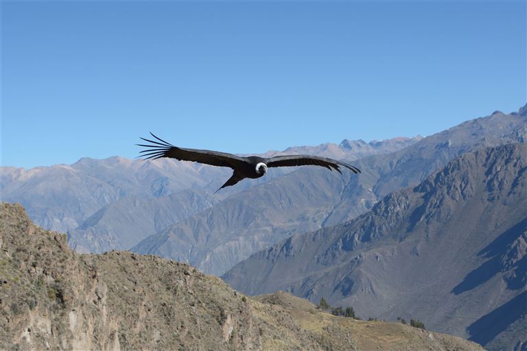 Eine Reise ins Reich des Kondors © turventur /adobestock